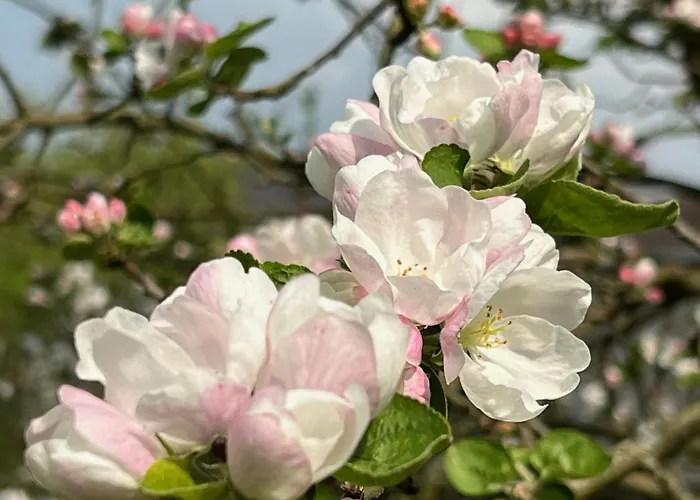 Appartement Vorwerk Biensdorf *